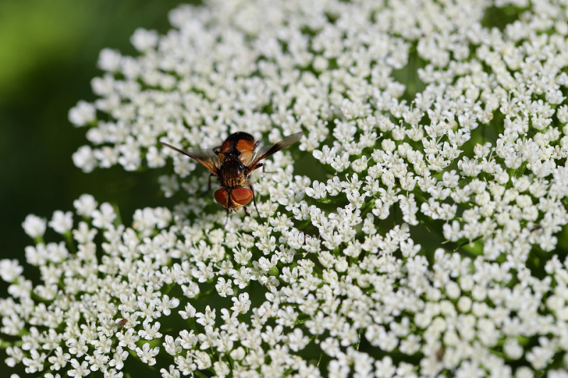 Pimpinella major – Grote bevernel - inheemse-kruidenplanten-tuinieren-met-gezonde-voedselplanten-voor-insecten-vlinders-bijen-hommels